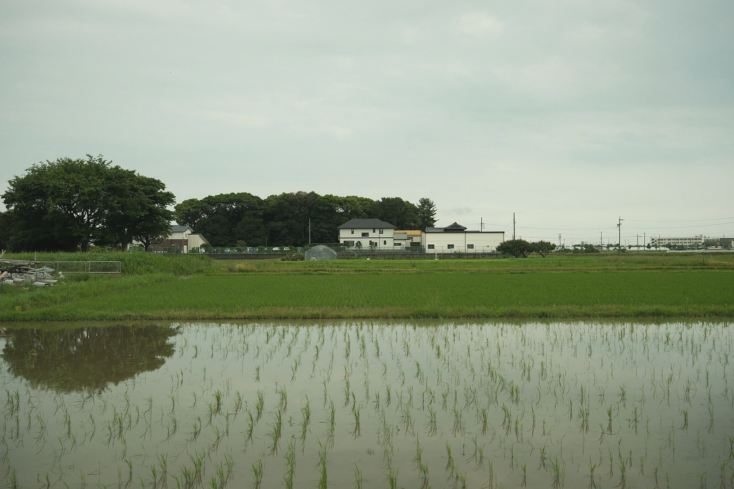 散布対象の水田